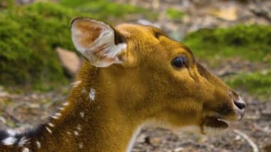 Güneşli bir günde, ormanda, Eksen geyiğinin yakınında.