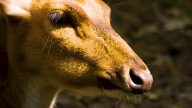 Güneşli bir günde, ormanda, Eksen geyiğinin yakınında.