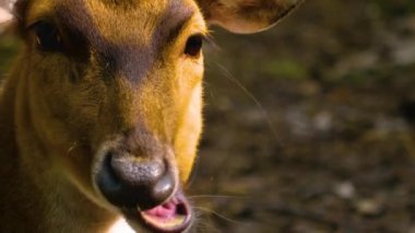 Güneşli bir günde, ormanda, Eksen geyiğinin yakınında.