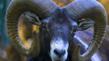 Young Big horn mouflon sheep close up