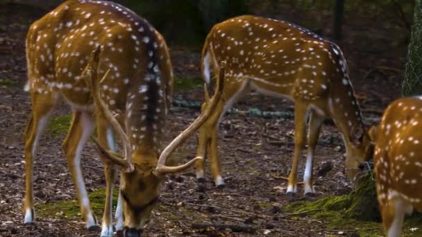 Primo Piano Dei Cervi Asse Nel Bosco Una Giornata Sole — Video Stock