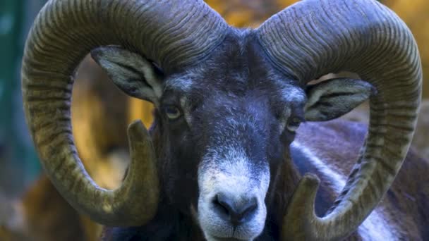 Young Big Horn Mouflon Sheep Close — Vídeo de Stock