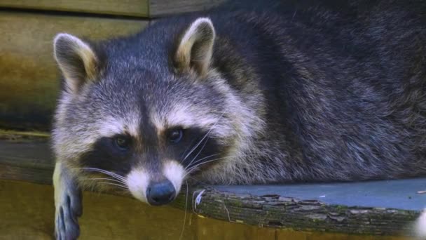 Close Raccoon Resting Looking — Stock Video