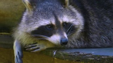 Rakunların dinlenip etrafa bakındığı bir yer.