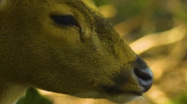 Güneşli bir günde, ormanda, Eksen geyiğinin yakınında.