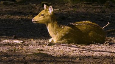 Güneşli bir günde, ormanda, Eksen geyiğinin yakınında.