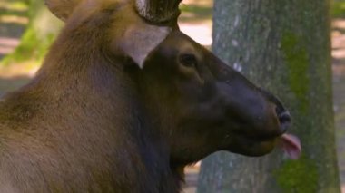 İlkbaharda ormanda bir Altai Wapiti geyik kafası ve boynuzları yakın plan.
