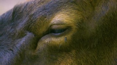 İlkbaharda ormanda bir Altai Wapiti geyik kafası ve boynuzları yakın plan.