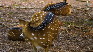 Güneşli bir günde, ormanda, Eksen geyiğinin yakınında.