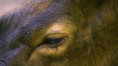 İlkbaharda ormanda bir Altai Wapiti geyik kafası ve boynuzları yakın plan.