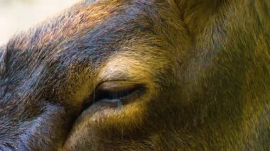 İlkbaharda ormanda bir Altai Wapiti geyik kafası ve boynuzları yakın plan.