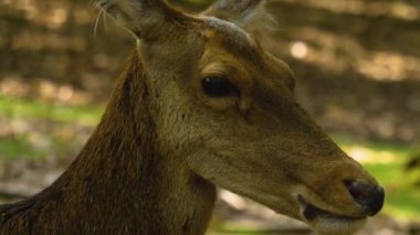 Güneşli bir günde ormandaki baraj geyiğine yakın.