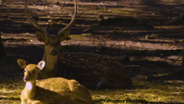 晴れた日に森の中の軸鹿の閉鎖 — ストック動画