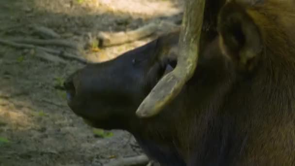 Närbild Altai Wapiti Hjort Älghuvud Och Horn Skogen Våren — Stockvideo