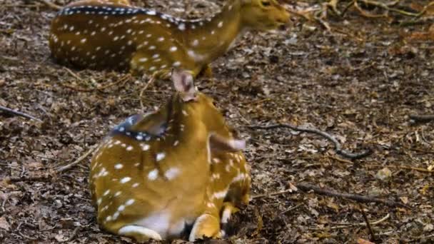 Close Van Asherten Het Bos Een Zonnige Dag — Stockvideo