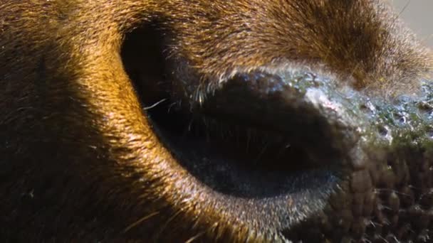 Närbild Altai Wapiti Hjort Älghuvud Och Horn Skogen Våren — Stockvideo