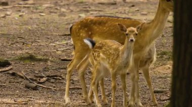Güneşli bir günde ormandaki baraj geyiğine yakın.