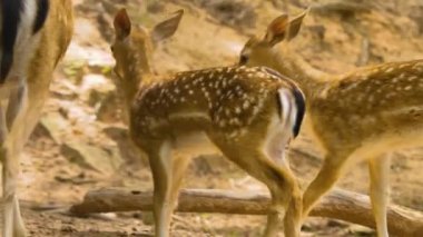 Güneşli bir günde ormandaki baraj geyiğine yakın.