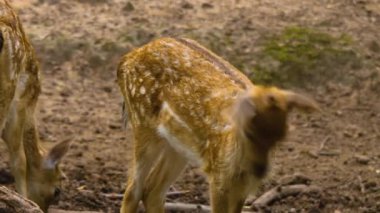 Güneşli bir günde ormandaki baraj geyiğine yakın.