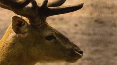 Güneşli bir günde ormandaki baraj geyiğine yakın.