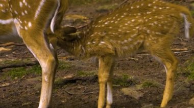 Güneşli bir günde, ormanda, Eksen geyiğinin yakınında.