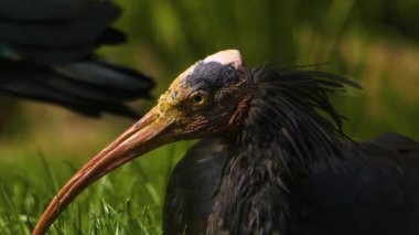 Güneşli bir günde, kuzeydeki bir çayırda ayak arayan kel bir Ibis 'e yakın.