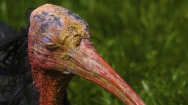 Güneşli bir günde, kuzeydeki bir çayırda ayak arayan kel bir Ibis 'e yakın.