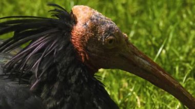 Güneşli bir günde, kuzeydeki bir çayırda ayak arayan kel bir Ibis 'e yakın.