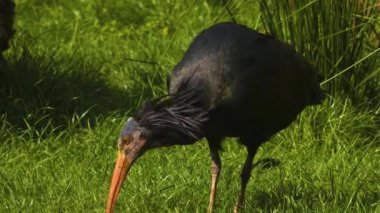 Güneşli bir günde, kuzeydeki bir çayırda ayak arayan kel bir Ibis 'e yakın.