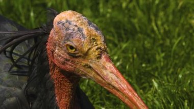 Güneşli bir günde, kuzeydeki bir çayırda ayak arayan kel bir Ibis 'e yakın.