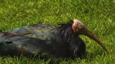 Güneşli bir günde, kuzeydeki bir çayırda ayak arayan kel bir Ibis 'e yakın.