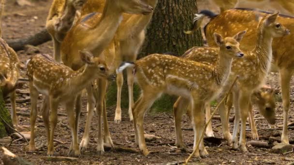 Cercanía Ciervos Bosque Día Soleado — Vídeos de Stock