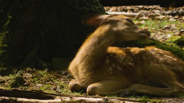 Cercanía Ciervos Bosque Día Soleado — Vídeo de stock