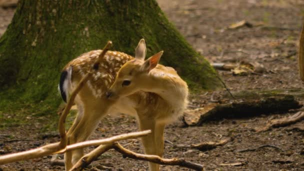 Närbild Dammrådjur Skogen Solig Dag — Stockvideo