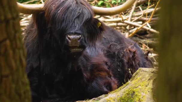 Gros Plan Sur Vache Bovine Écossaise Des Hautes Terres — Video