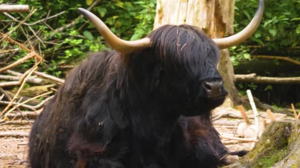 Primo Piano Della Mucca Bovina Scozzese Degli Altopiani — Video Stock