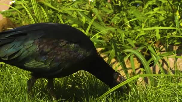 Nahaufnahme Eines Nördlichen Kahlen Ibis Auf Einer Wiese Sonnigen Tagen — Stockvideo