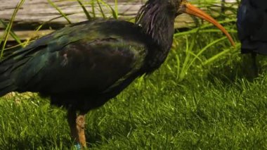 Güneşli bir günde, kuzeydeki bir çayırda ayak arayan kel bir Ibis 'e yakın.