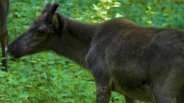 Genç ren geyiklerine yakın çekim