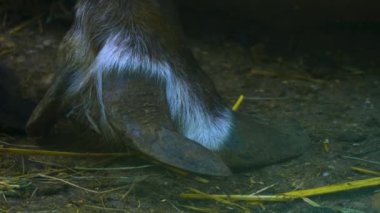 Ren geyiğinin toynağını kapat.