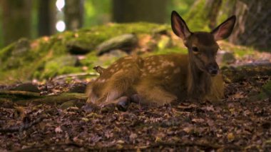 Güneşli bir günde ormandaki baraj geyiğine yakın.