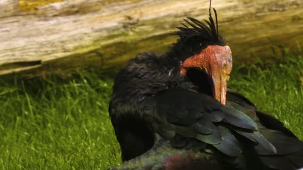 Κοντινό Πλάνο Ενός Βόρειου Φαλακρού Ibis Ένα Λιβάδι Την Ηλιόλουστη — Αρχείο Βίντεο