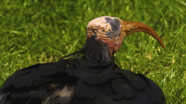 Nahaufnahme Eines Nördlichen Kahlen Ibis Auf Einer Wiese Sonnigen Tagen — Stockvideo