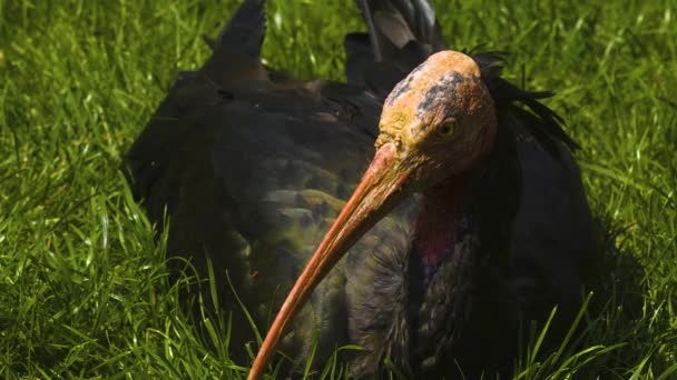 Dekat Dari Ibis Botak Utara Padang Rumput Pada Hari Yang — Stok Video