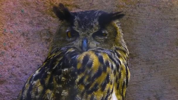 Close Large Owl Sitting — Stock Video