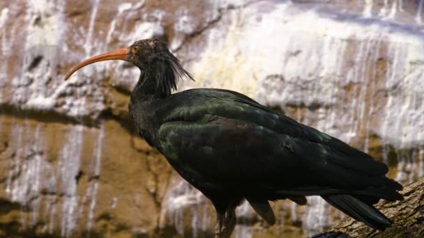 Detailní Záběr Severní Holé Ibis Louce Slunečného Dne Rozhlížející Kolem — Stock video