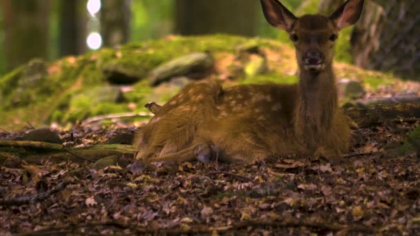 Sluiten Van Damherten Het Bos Een Zonnige Dag — Stockvideo