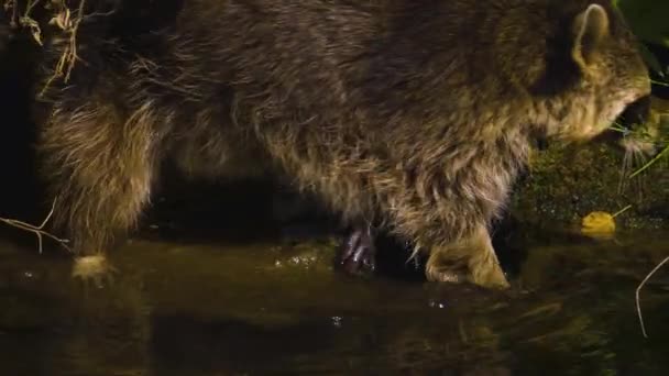 Gros Plan Raton Laveur Marchant Sur Des Rochers Bord Une — Video