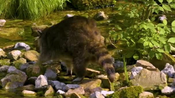 Primo Piano Del Procione Che Cammina Sulle Rocce Lungo Fiume — Video Stock