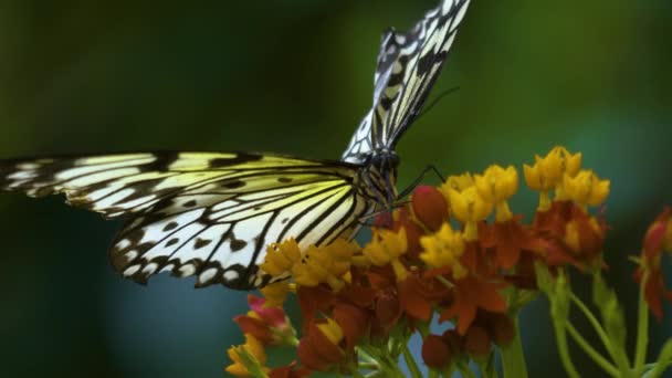 Árbol Ninfa Mariposa Una Flor Roja Amarillenta Recogiendo Néctar — Vídeos de Stock